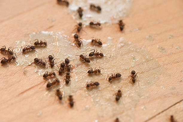 Pest Control for Restaurants in Stillwater, MN