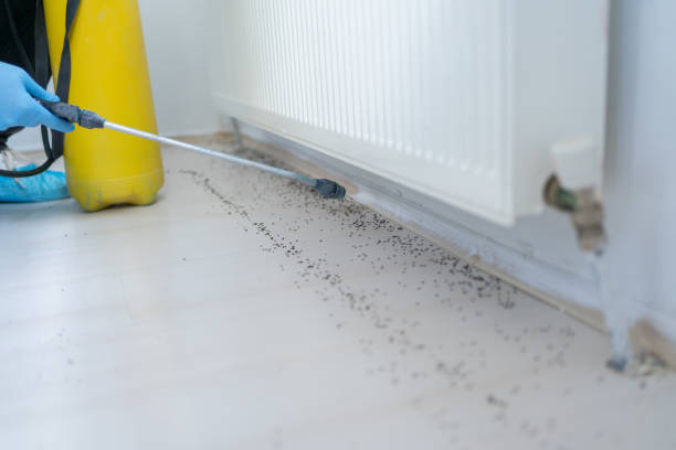 Best Wasp Removal Services  in Stillwater, MN